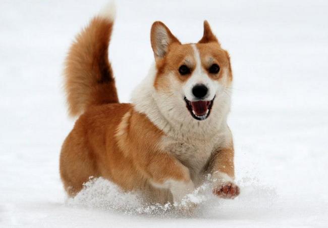 welsh corg pembroke charakterystyka i pielęgnacja 