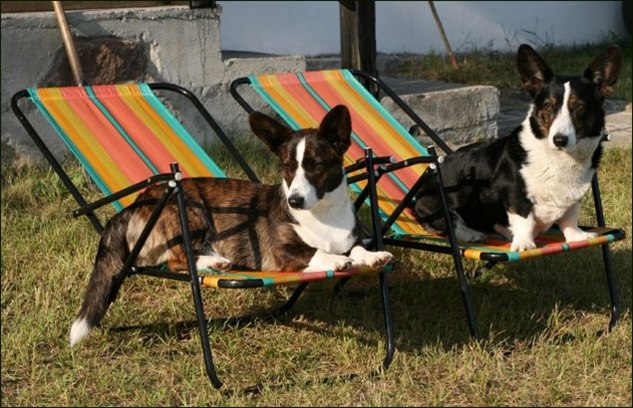 welsh corgi cardigan charakterystyka i pielęgnacja 