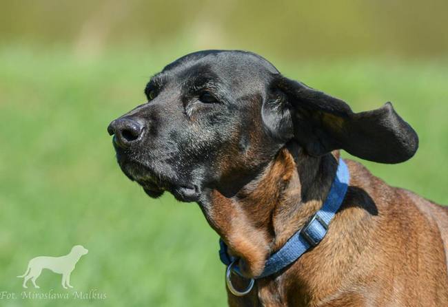 posokowiec bawarski charakterystyka i pielęgnacja