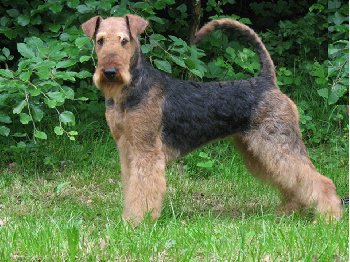 Do kogo pasuje ten pies ?