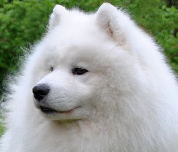 samoyed charakterystyka i pielęgnacja