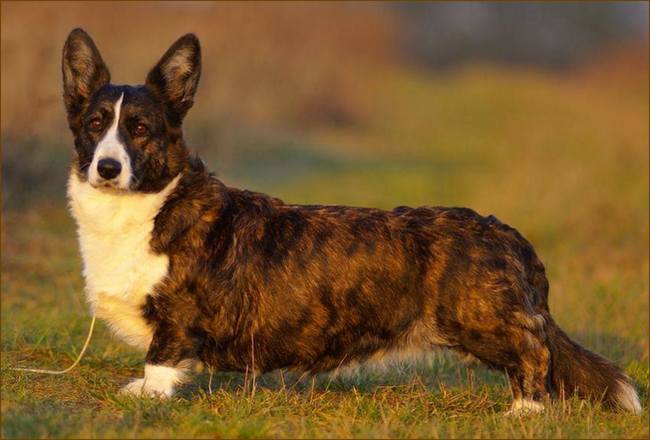 welsh corgi cardigan charakterystyka i pielęgnacja 