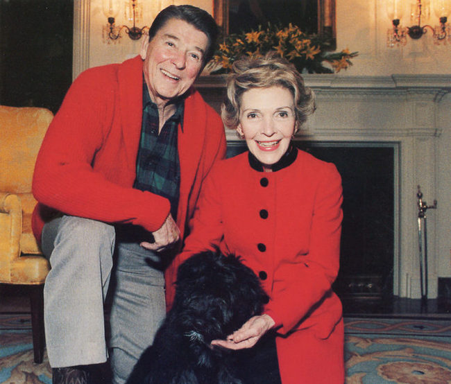 bouvier de Flandres charakterystyka i pielęgnacja