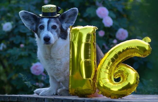 welsh corgi cardigan charakterystyka i pielęgnacja 