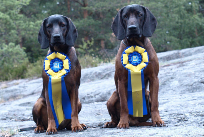 posokowiec bawarski charakterystyka i pielęgnacja