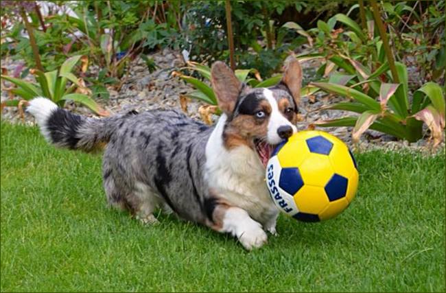 welsh corgi cardigan charakterystyka i pielęgnacja 