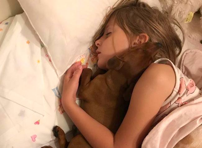 pinczer miniaturowy charakterystyka i pielęgnacja