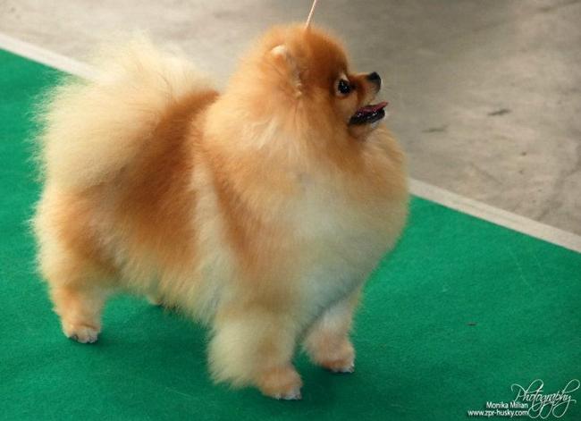 pomeranian charakterystyka i pielęgnacja