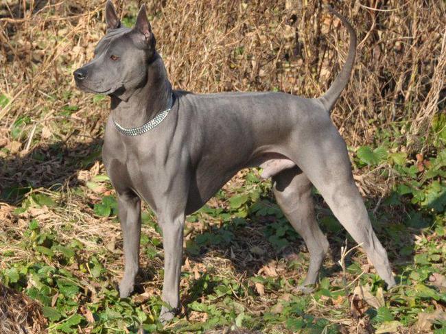 thai ridgeback charakterystyka i pielęgnacja