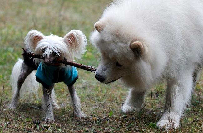 samoyed charakterystyka i pielęgnacja