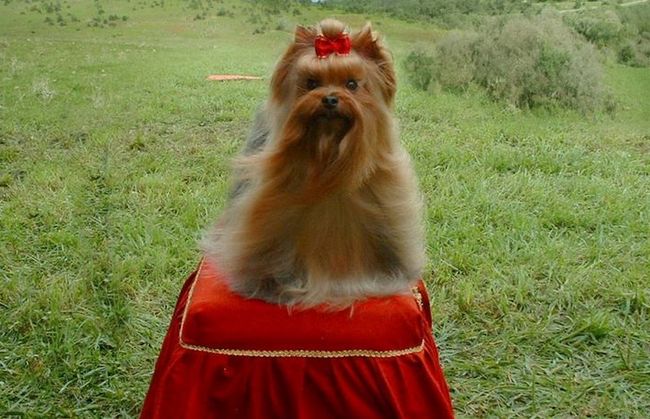 yorkshire charakterystyka i pielęgnacja 