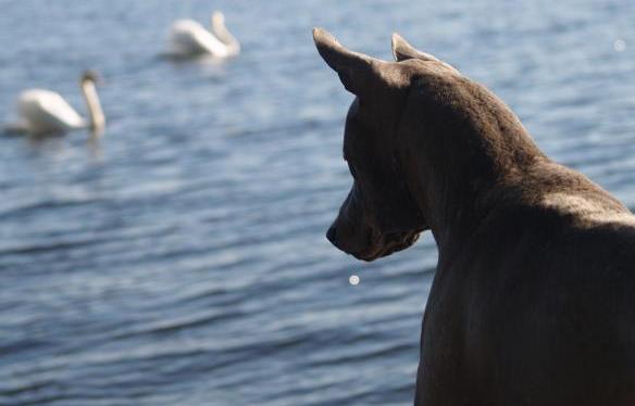 thai ridgeback charakterystyka i pielęgnacja