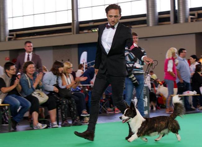 welsh corgi cardigan charakterystyka i pielęgnacja 