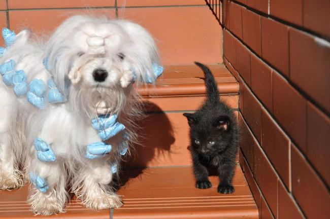 maltańczyk charakterystyka i pielęgnacja