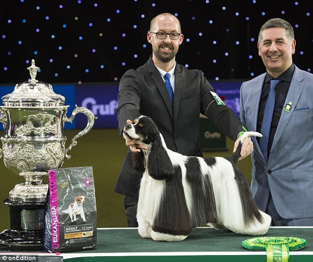 amerykański cocker spaniel charakterystyka i pielęgnacja