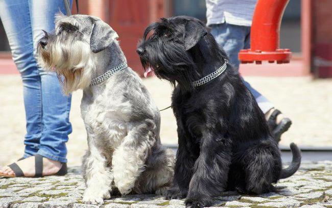 sznaucer średni charakterystyka i pielęgnacja