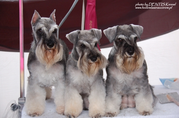 sznaucer charakterystyka i pielęgnacja