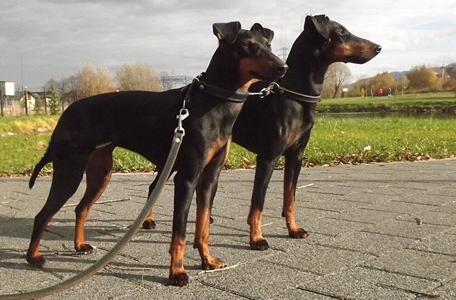 Manchester terrier charakterystyka i pielęgnacja