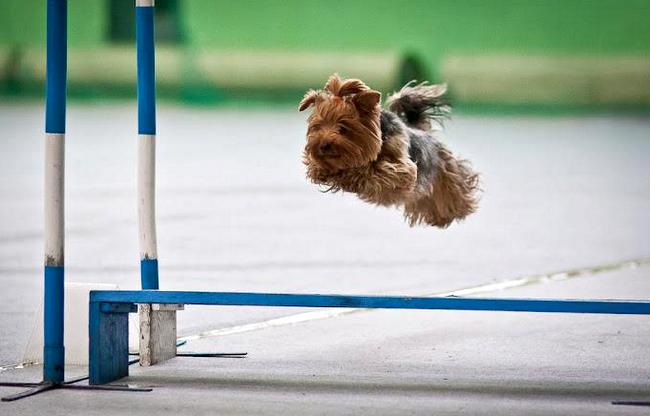 yorkshire charakterystyka i pielęgnacja 