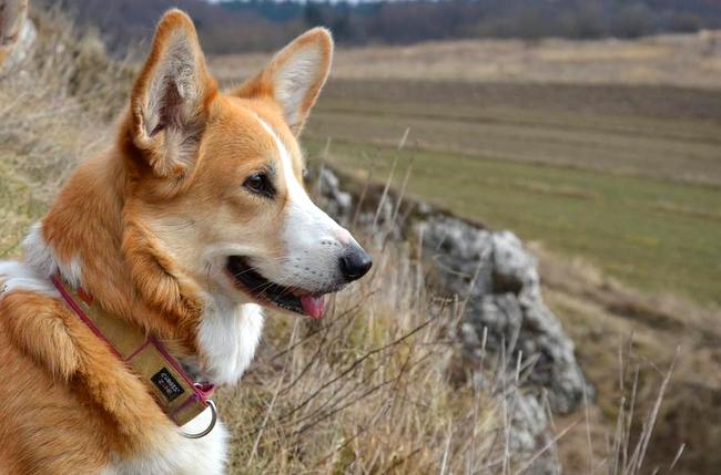 welsh corg pembroke charakterystyka i pielęgnacja
