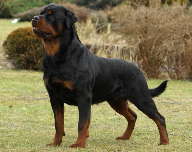 rottweiler charakterystyka i pielęgnacja