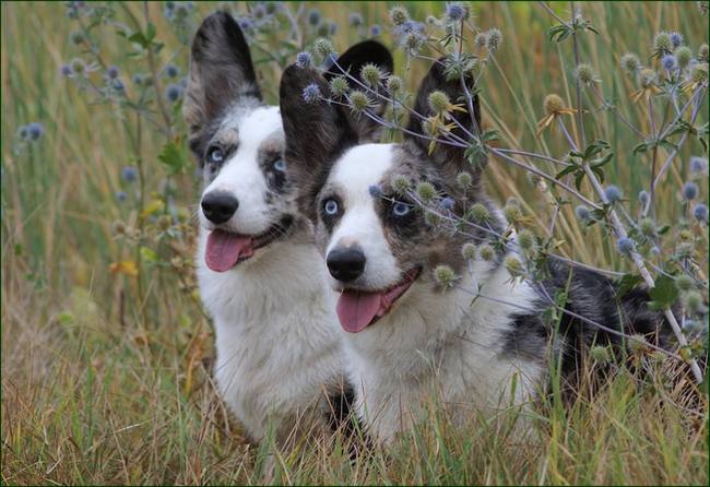 pembroke i cardigan różnice
