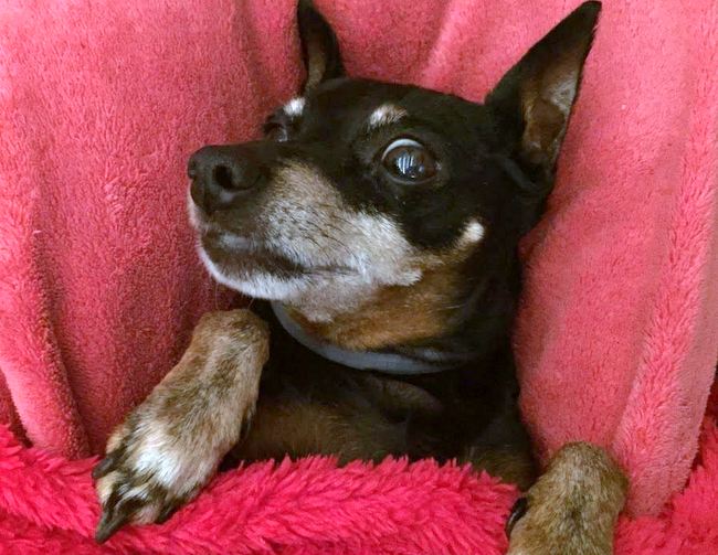 pinczer miniaturowy charakterystyka i pielęgnacja