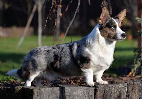 welsh corgi cardigan charakterystyka i pielęgnacja 