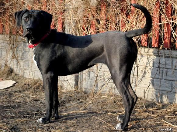 tosa inu charakterystyka i pielęgnacja 