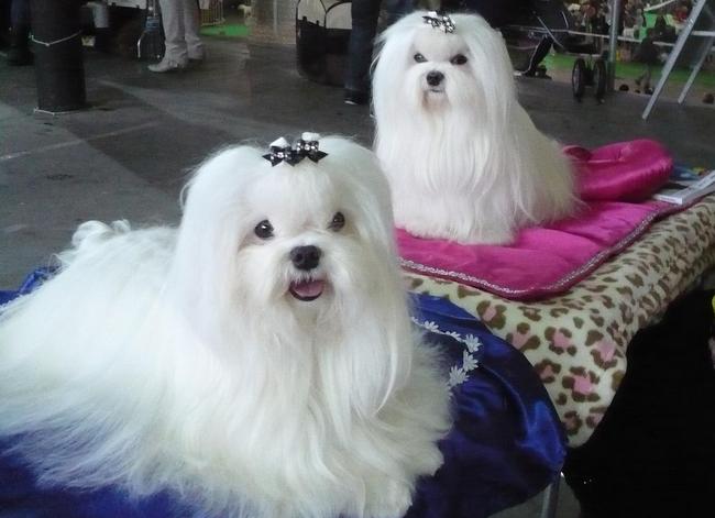 maltańczyk charakterystyka i pielęgnacja