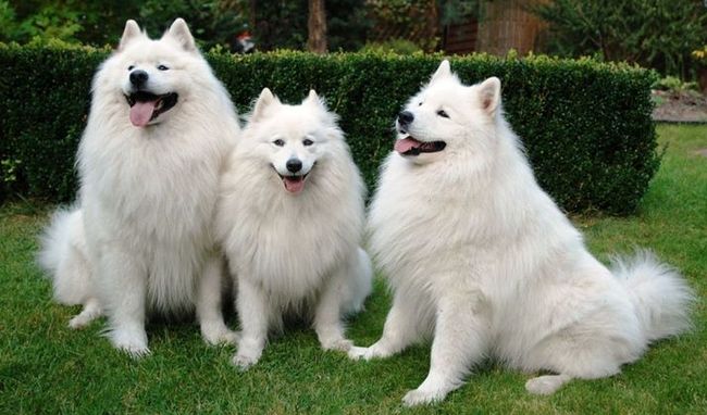 samoyed charakterystyka i pielęgnacja