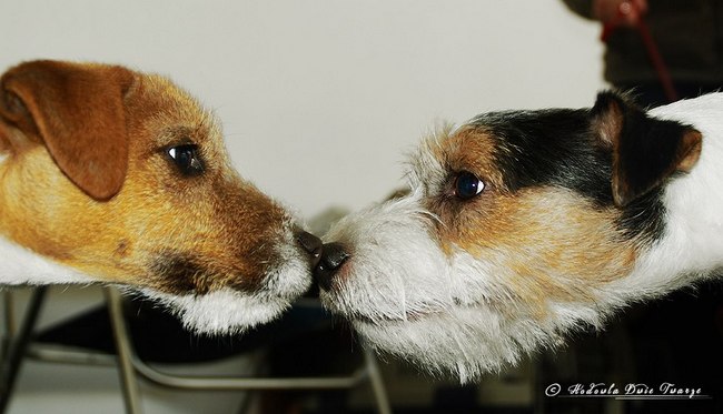 Parson Russel terrier charakterystyka i pielęgnacja