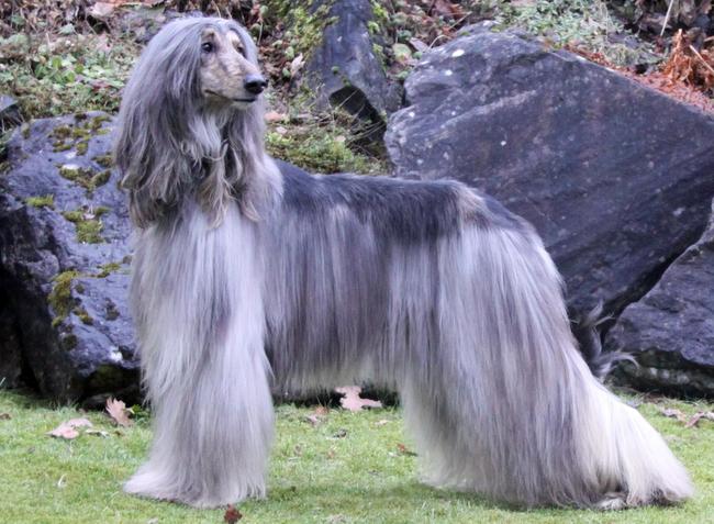 afgan charakterystyka i pielęgnacją