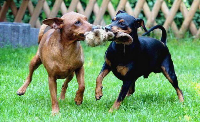 pinczer miniaturowy charakterystyka i pielęgnacja