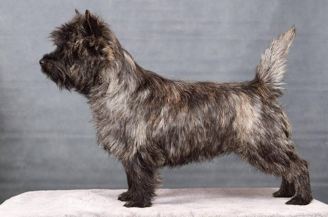 cairn terrier charakterystyka i pielęgnacja