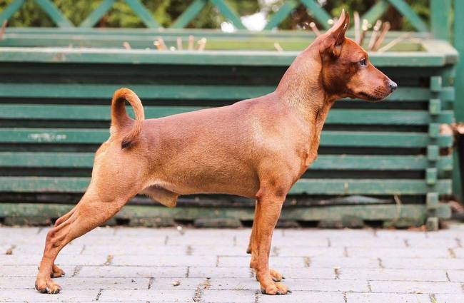 pinczer miniaturowy charakterystyka i pielęgnacja