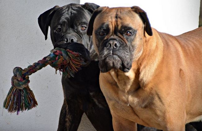 bullmastif - charakterystyka i pielęgnacja