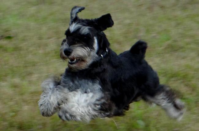 sznaucer charakterystyka i pielęgnacja