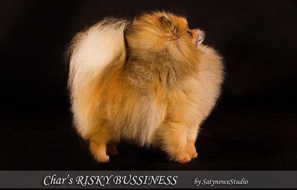 pomeranian charakterystyka i pielęgnacja