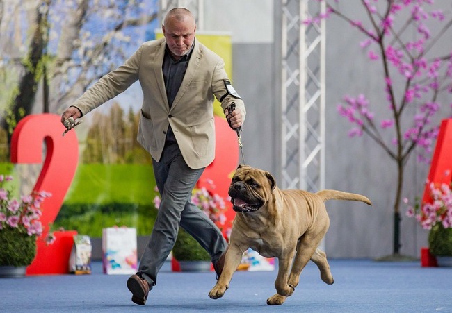 bullmastif - charakterystyka i pielęgnacja