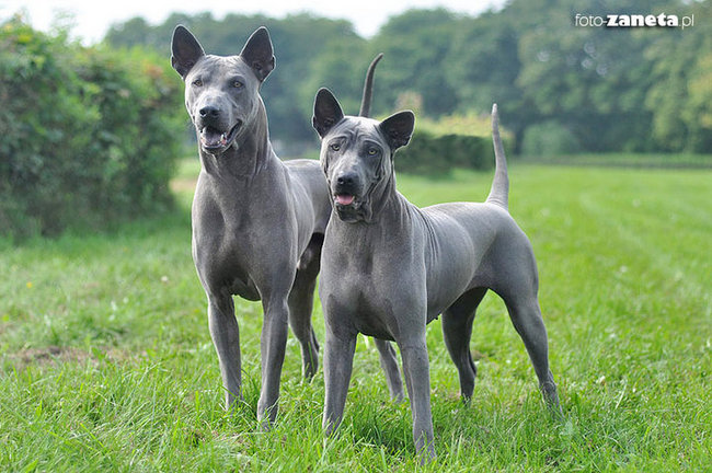 thai ridgeback charakterystyka i pielęgnacja