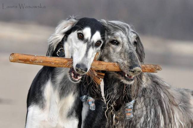 chart perski saluki charakterystyka i pielęgnacja