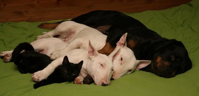 rottweiler charakterystyka i pielęgnacja