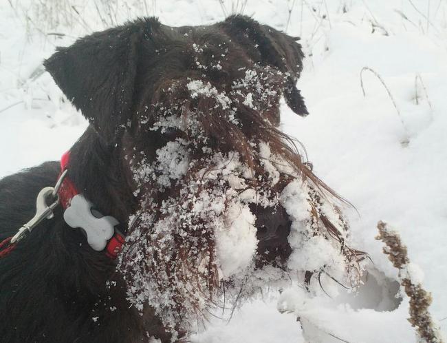 sznaucer charakterystyka i pielęgnacja