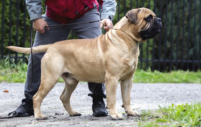 bullmastif - charakterystyka i pielęgnacja
