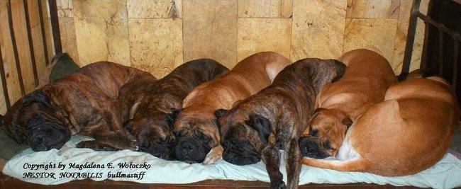 bullmastif - charakterystyka i pielęgnacja