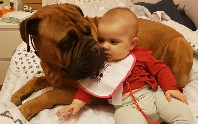 bullmastif - charakterystyka i pielęgnacja