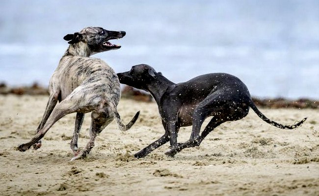 chart angielski greyhound charakterystyka i pielęgnacja