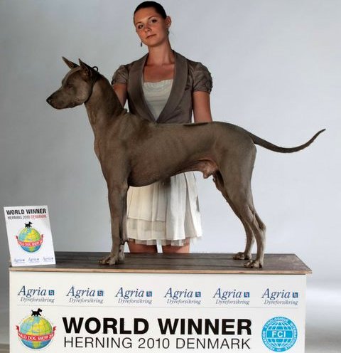 thai ridgeback charakterystyka i pielęgnacja