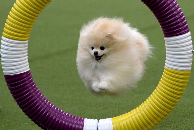 pomeranian charakterystyka i pielęgnacja